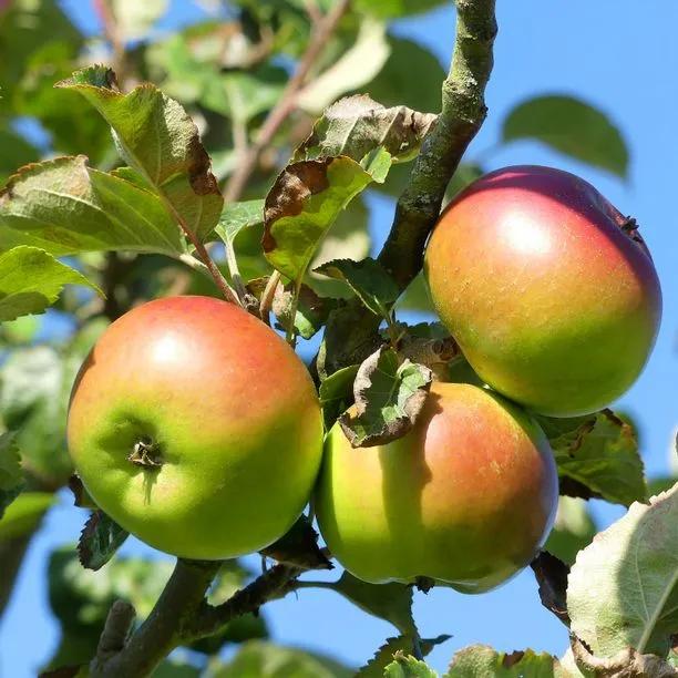 Apple tree (Malus domestica) Annie Elizabeth Img 1